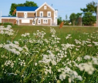 Wild Caraway