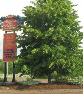 Between the Bushes