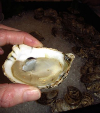 My Eel Lake Oyster