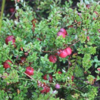 Cranberries