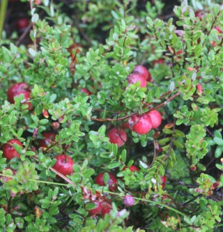 Cranberries