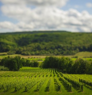 Benjamin Bridge Vineyard, Photoby: AppleheadStudio