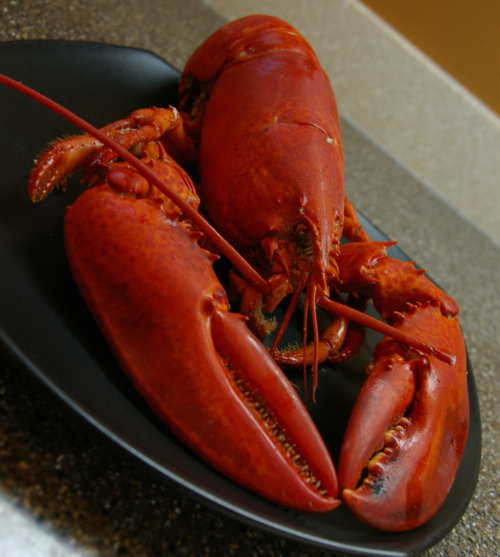 Lobster Tales & Shellfish Stories