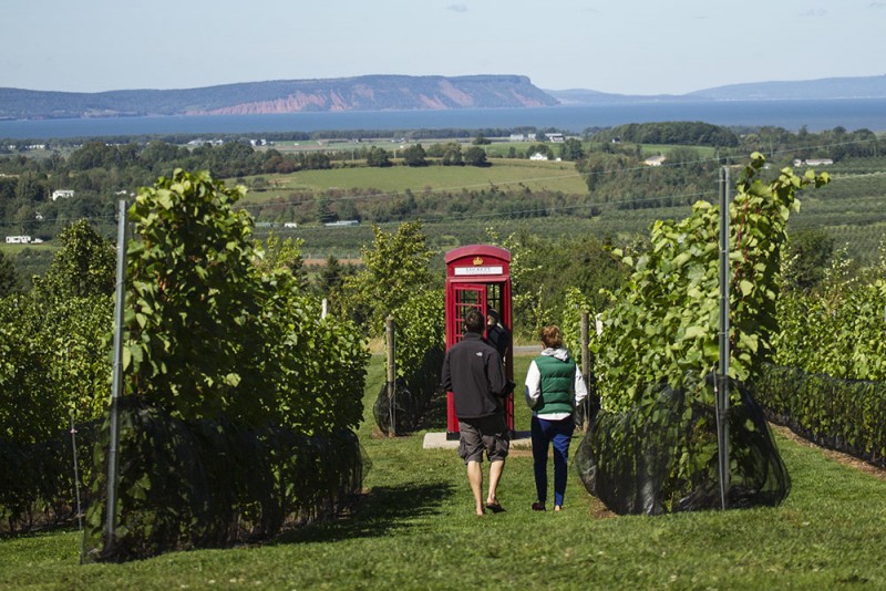 Luckett Vineyards