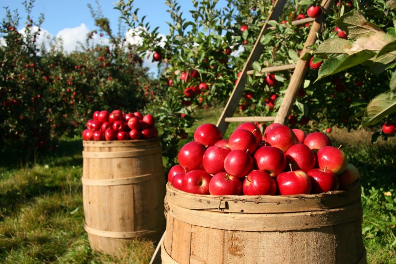 Muwin Estates Orchard
