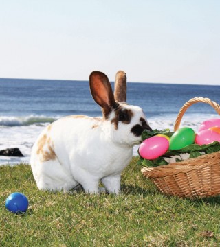 White Point Easter bunny