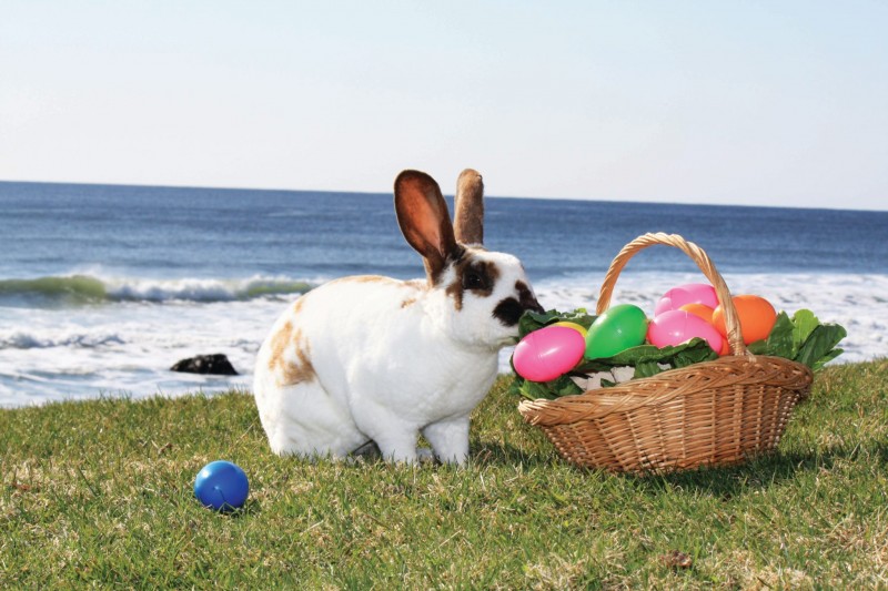 White Point Easter bunny