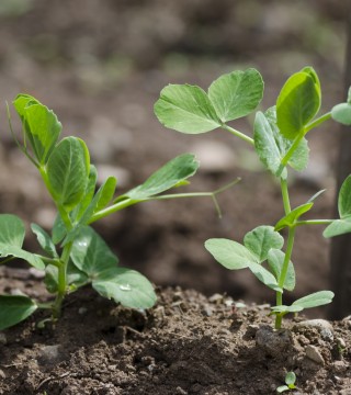 Seedlings
