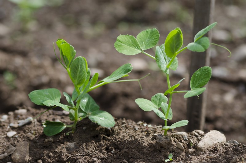 Seedlings