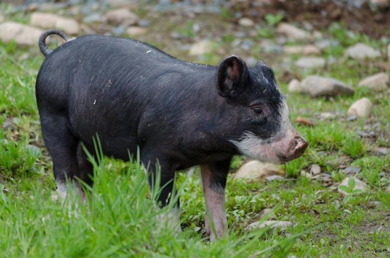 Cole Harbour Heritage Farm Baby Pig