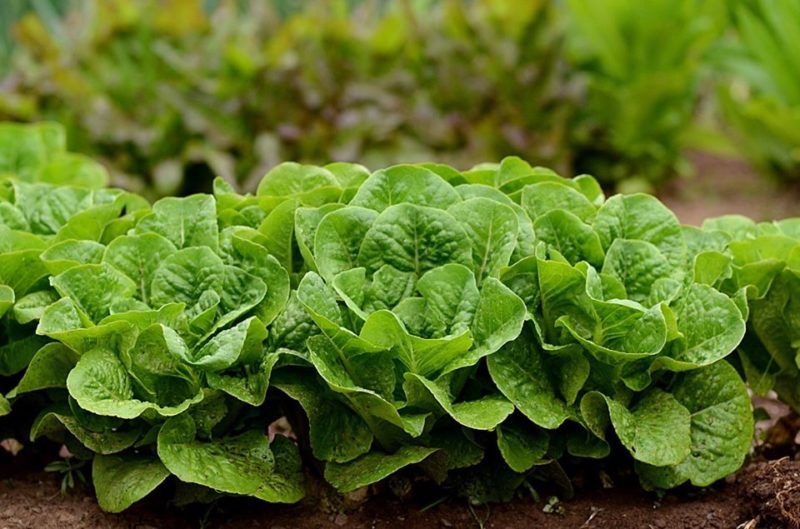 Lettuce from Cole Harbour Heritage Farm