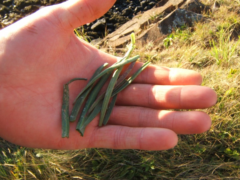 Photo of: Wild Caraway Foraging Dinner