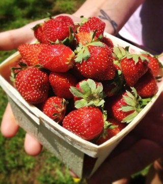 Photo of: Nova Scotia Strawberries