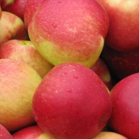 Scotian Gold Apple