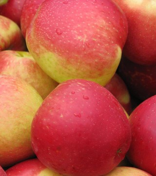 Scotian Gold Apple