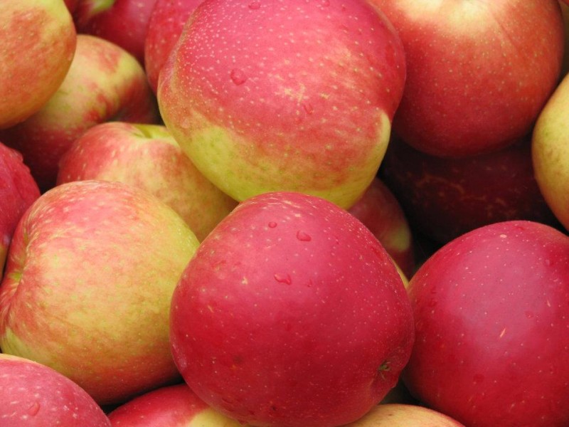 Scotian Gold Apple