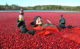 Photo from Terra Beata Cranberry Farm