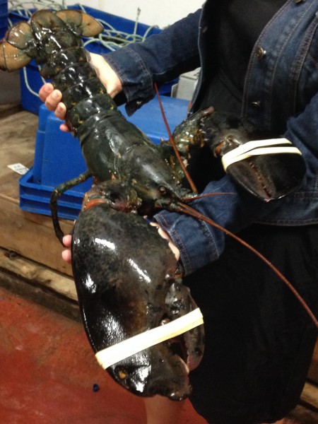 8lbs lobster