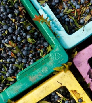 Photo of: Blueberry Harvest