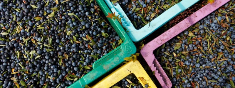 Photo of: Blueberry Harvest