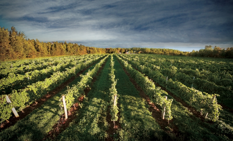 Jost Vineyards