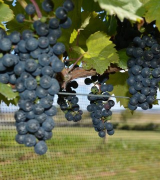 Blomidon Estate Winery - Grapes