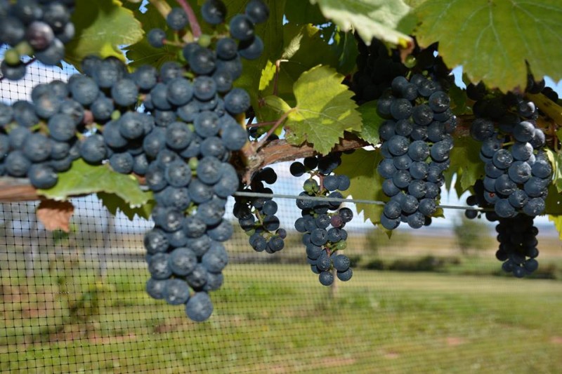 Blomidon Estate Winery - Grapes