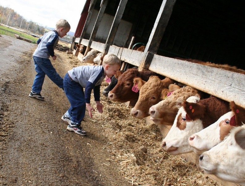 Cows