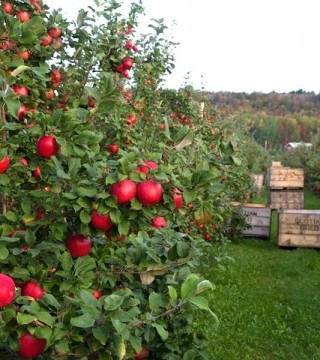 Scotian Gold Apples