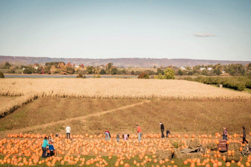 Stirlings - Pumpkin Patch