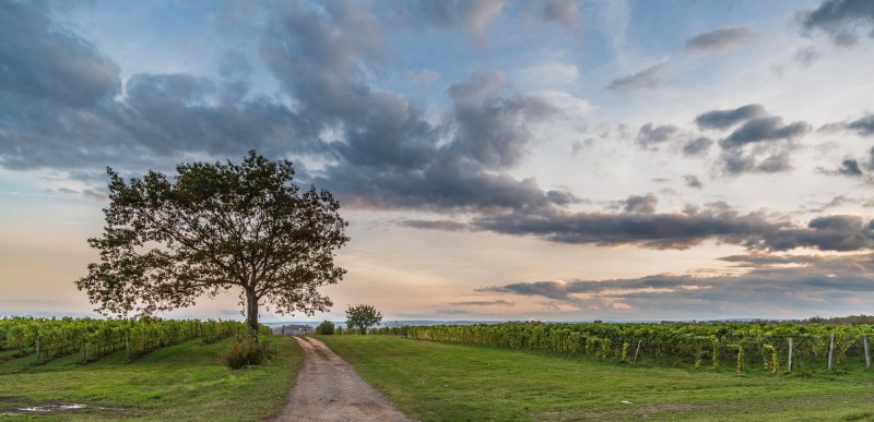 Photo of: Blomidon Estate Winery