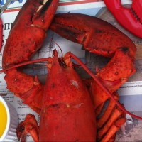 Photo of: Lobster with Butter