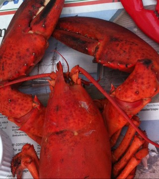 Photo of: Lobster with Butter