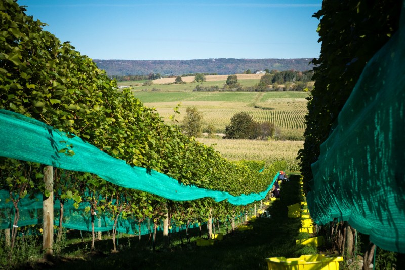 Photo of: Planters Ridge Vineyard