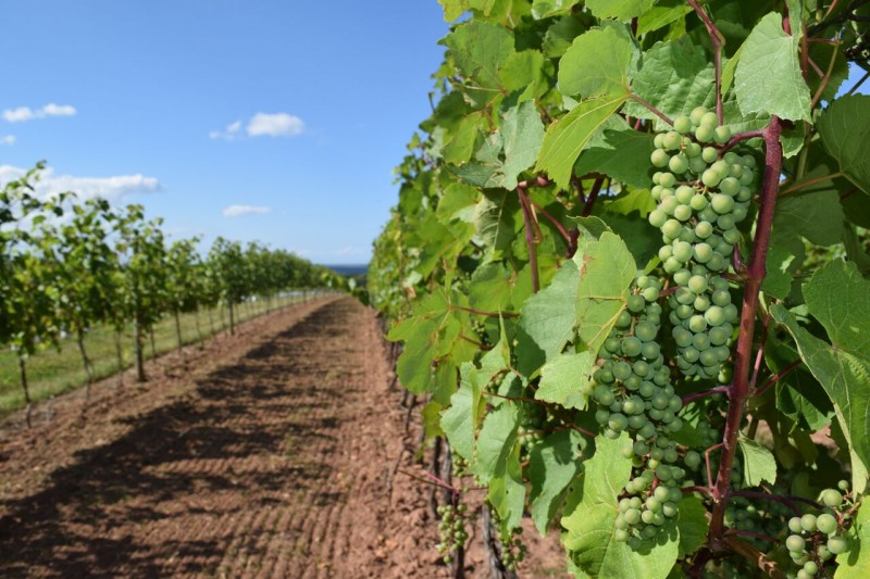 Jost Vineyard