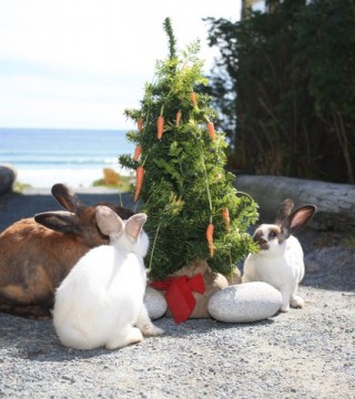 photo of: White Point bunnies around a carrot Christmas tree