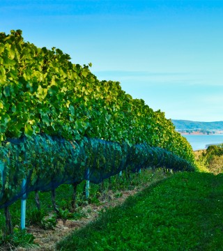 Vineyards at Lightfoot and Wolfvile