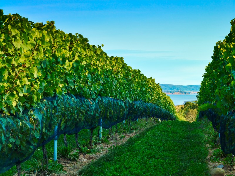 lightfoot-vineyards-842