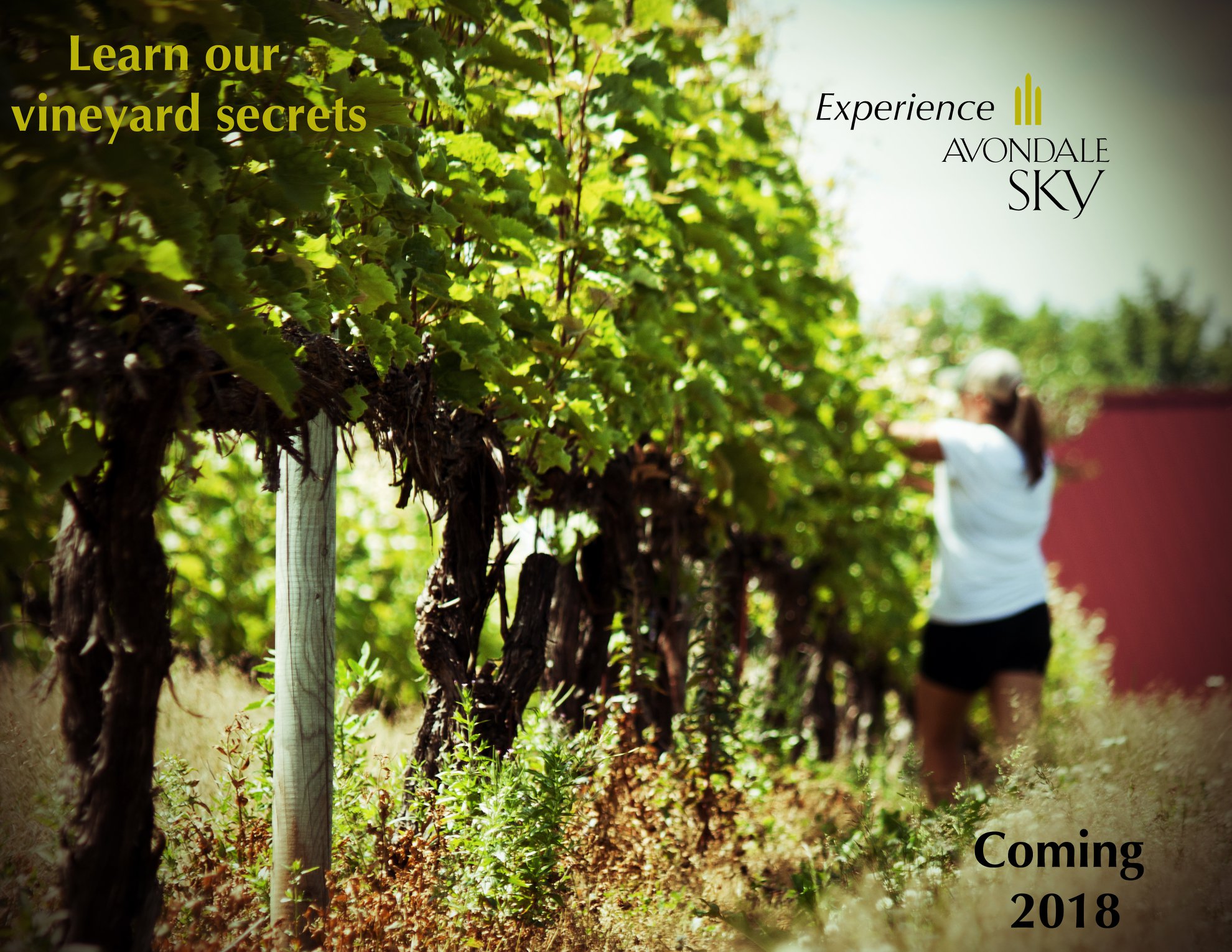 Photo of: Avondale Sky Winery