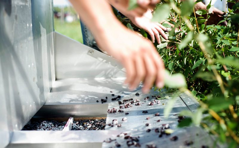 Haskap berries being harvested