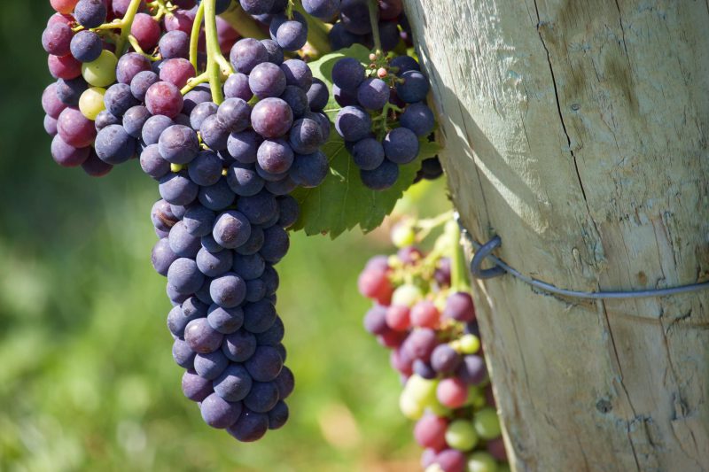 Grapes ready for harvest from Planters Ridge Winery