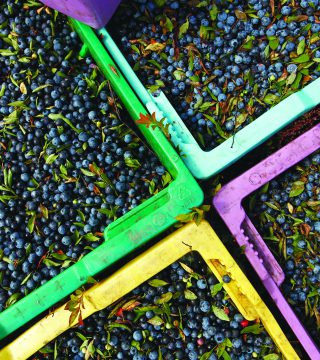 Photo of Wild Blueberries from CNS