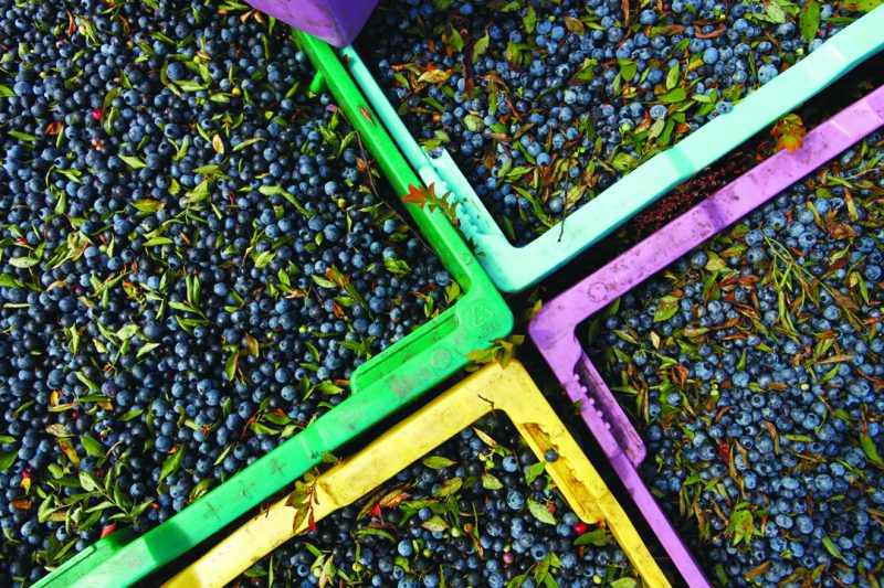 Photo of Wild Blueberries from CNS