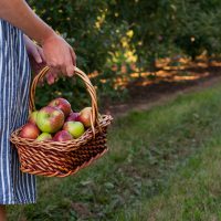 Apples