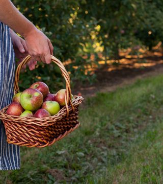 Apples