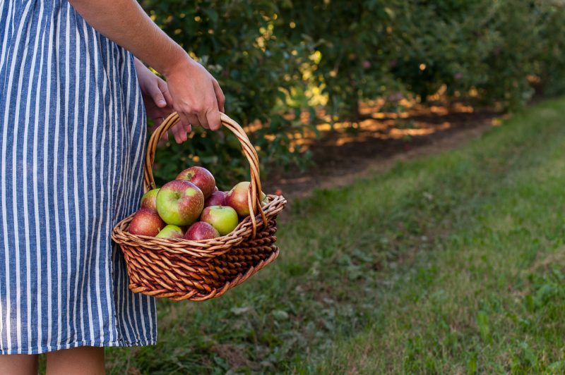 Apples