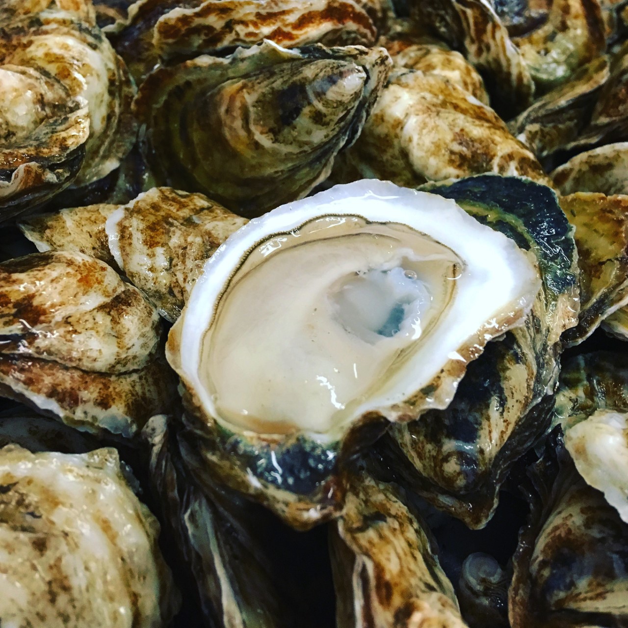 Culinary Countdown Eel Lake Oysters Taste of Nova Scotia