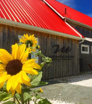 close up of sunflower in front of meander river farm