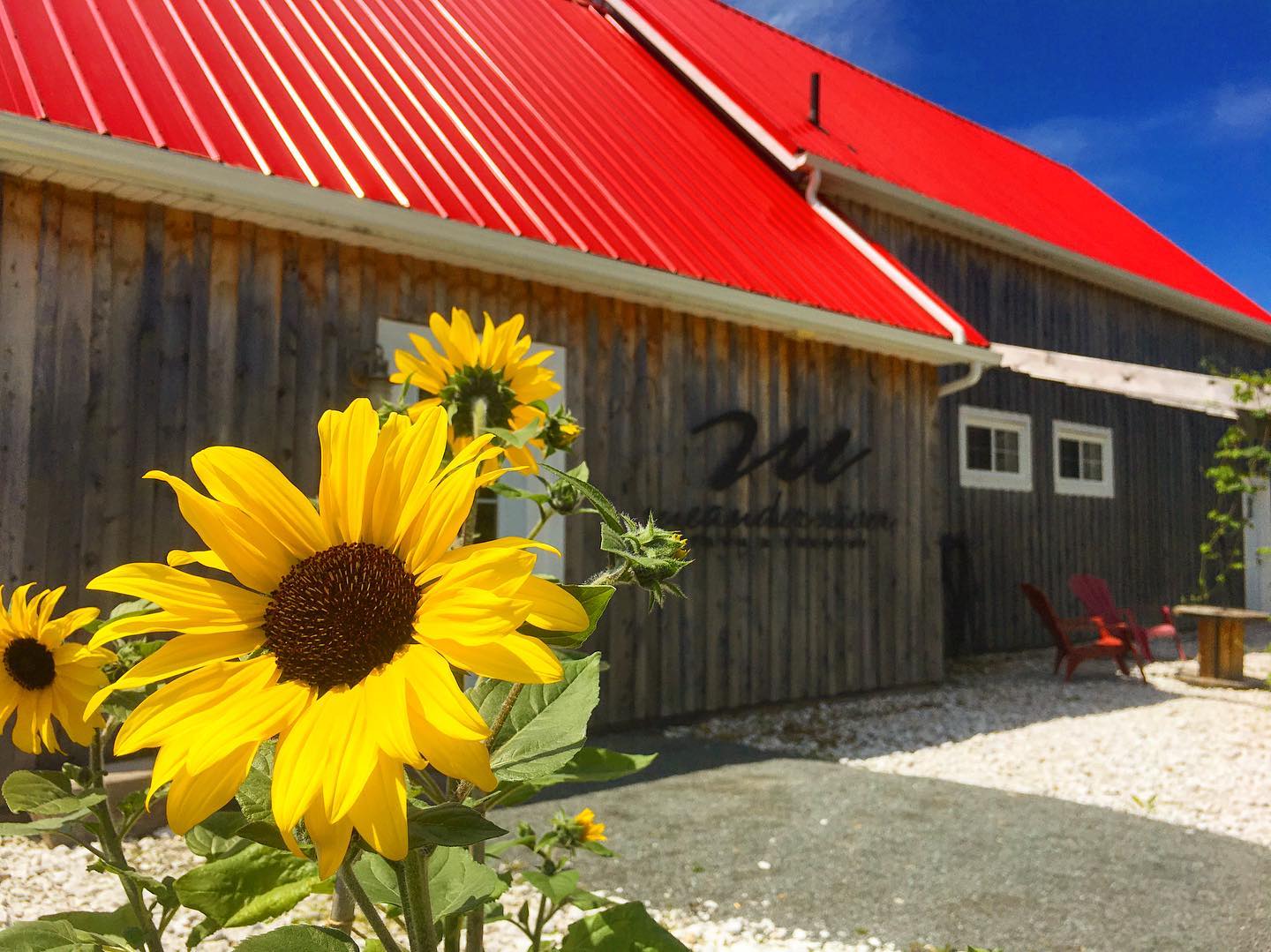 close up of sunflower in front of meander river farm