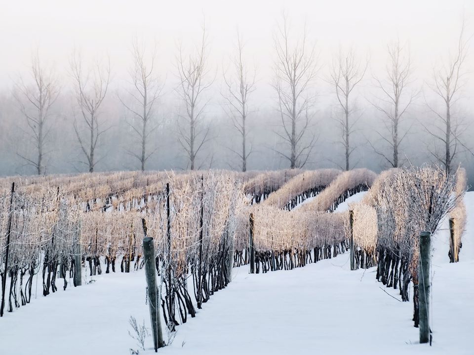 A photo of the vineyards at Avondale Sky Winery.